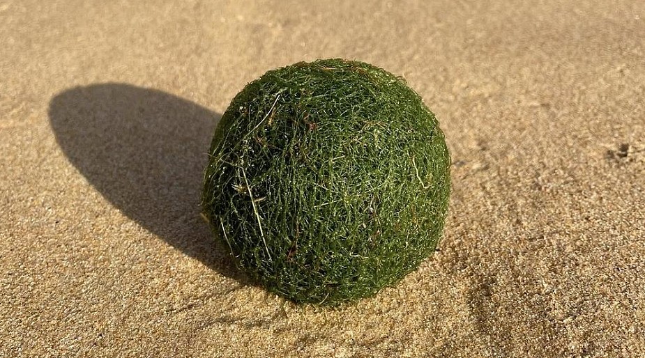 新州海滩惊现大量“神秘绿球”!当地人困惑不已,真相是...(组图) - 3
