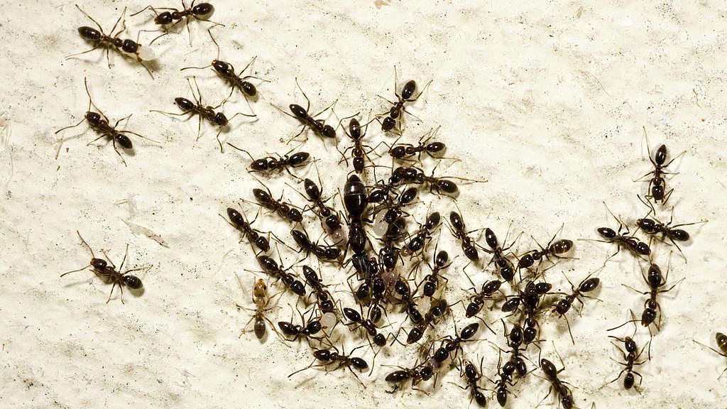 犯罪团伙盯上澳洲本土昆虫!中国留学生涉嫌走私,在悉尼机场被捕(组图) - 4