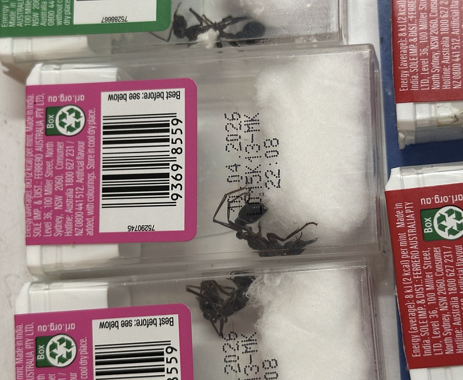 澳洲本土蚂蚁藏Tic Tac盒走私出境，当局查获创纪录昆虫非法交易（组图） - 2