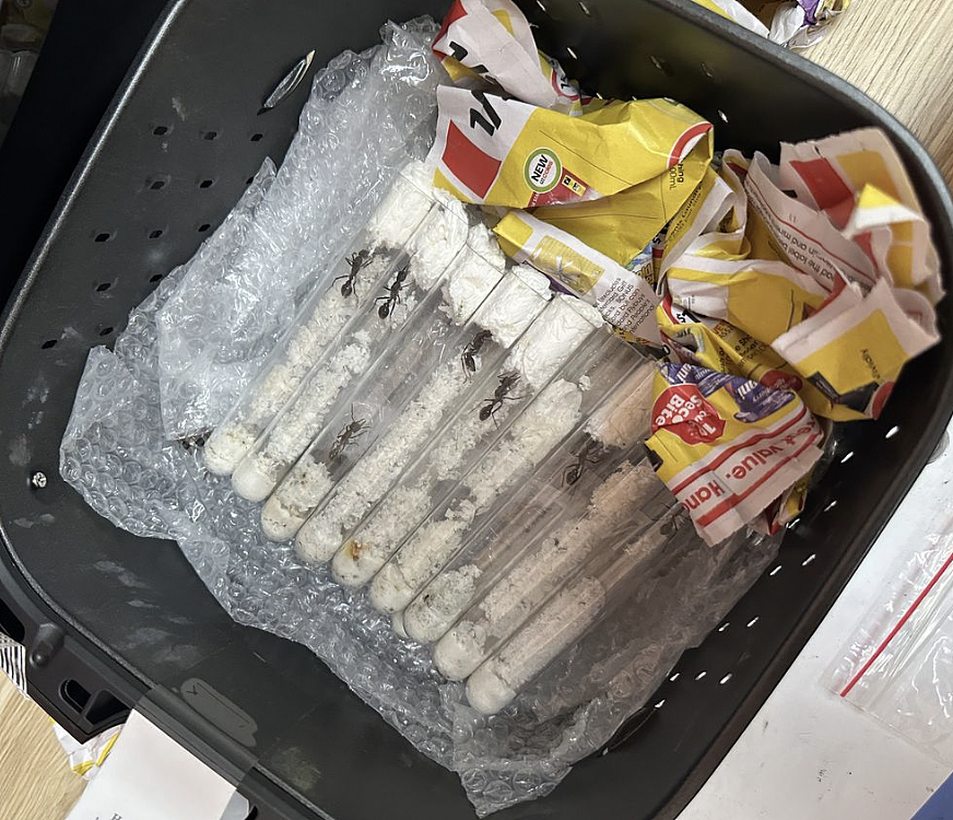 澳洲本土蚂蚁藏Tic Tac盒走私出境，当局查获创纪录昆虫非法交易（组图） - 3