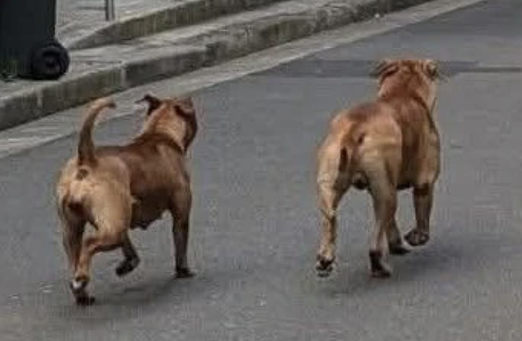 悉尼狗袭事件频发:服务犬重伤退役,居民恐惧街头,议会回应遭质疑(组图) - 2