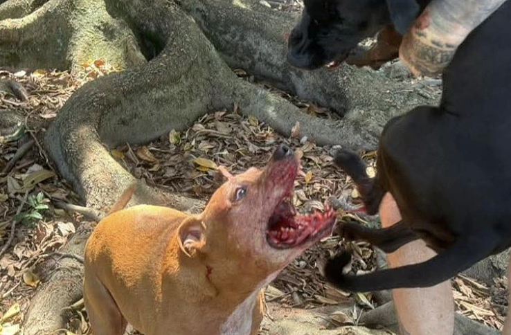 悉尼狗袭事件频发:服务犬重伤退役,居民恐惧街头,议会回应遭质疑(组图) - 3