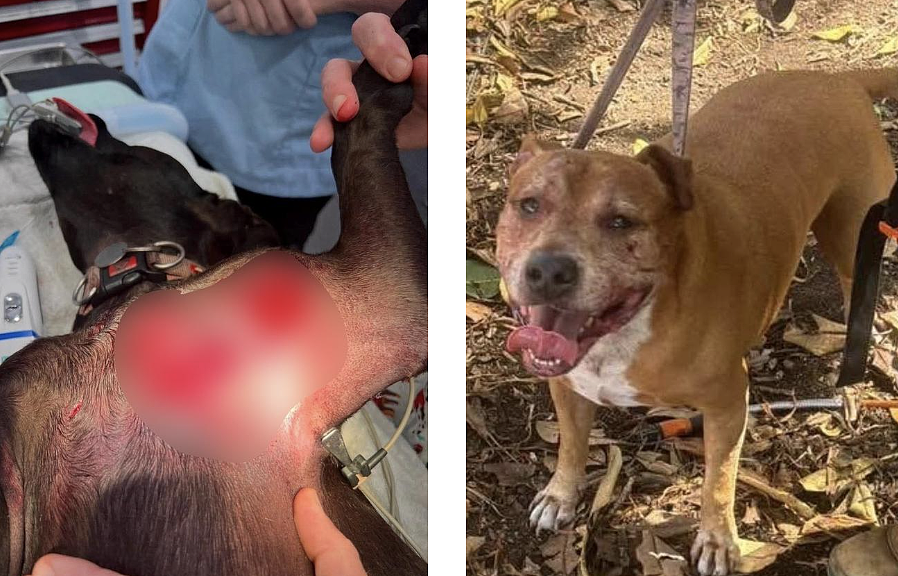 悉尼狗袭事件频发:服务犬重伤退役,居民恐惧街头,议会回应遭质疑(组图) - 4