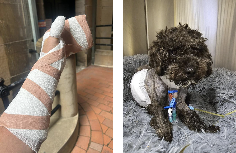 悉尼狗袭事件频发:服务犬重伤退役,居民恐惧街头,议会回应遭质疑(组图) - 5