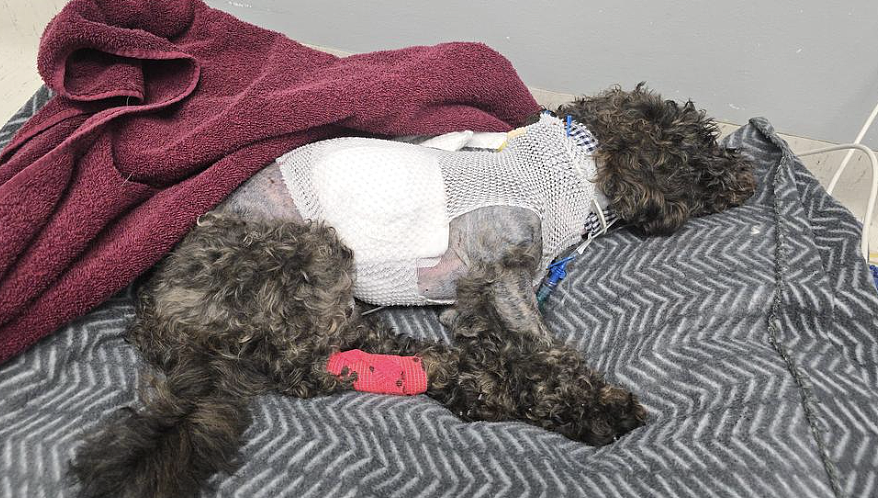 悉尼狗袭事件频发:服务犬重伤退役,居民恐惧街头,议会回应遭质疑(组图) - 6