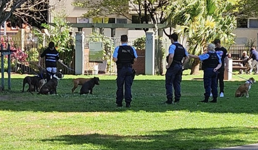 悉尼狗袭事件频发:服务犬重伤退役,居民恐惧街头,议会回应遭质疑(组图) - 8
