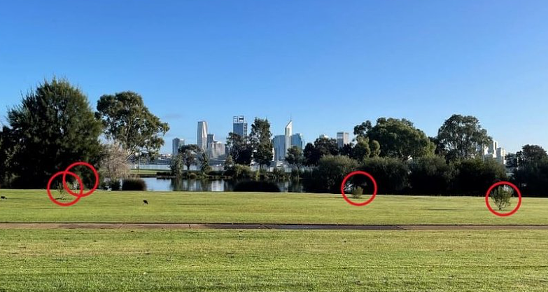 South Perth移树引民愤，居民喊话议会：不该只顾少数人（图） - 2