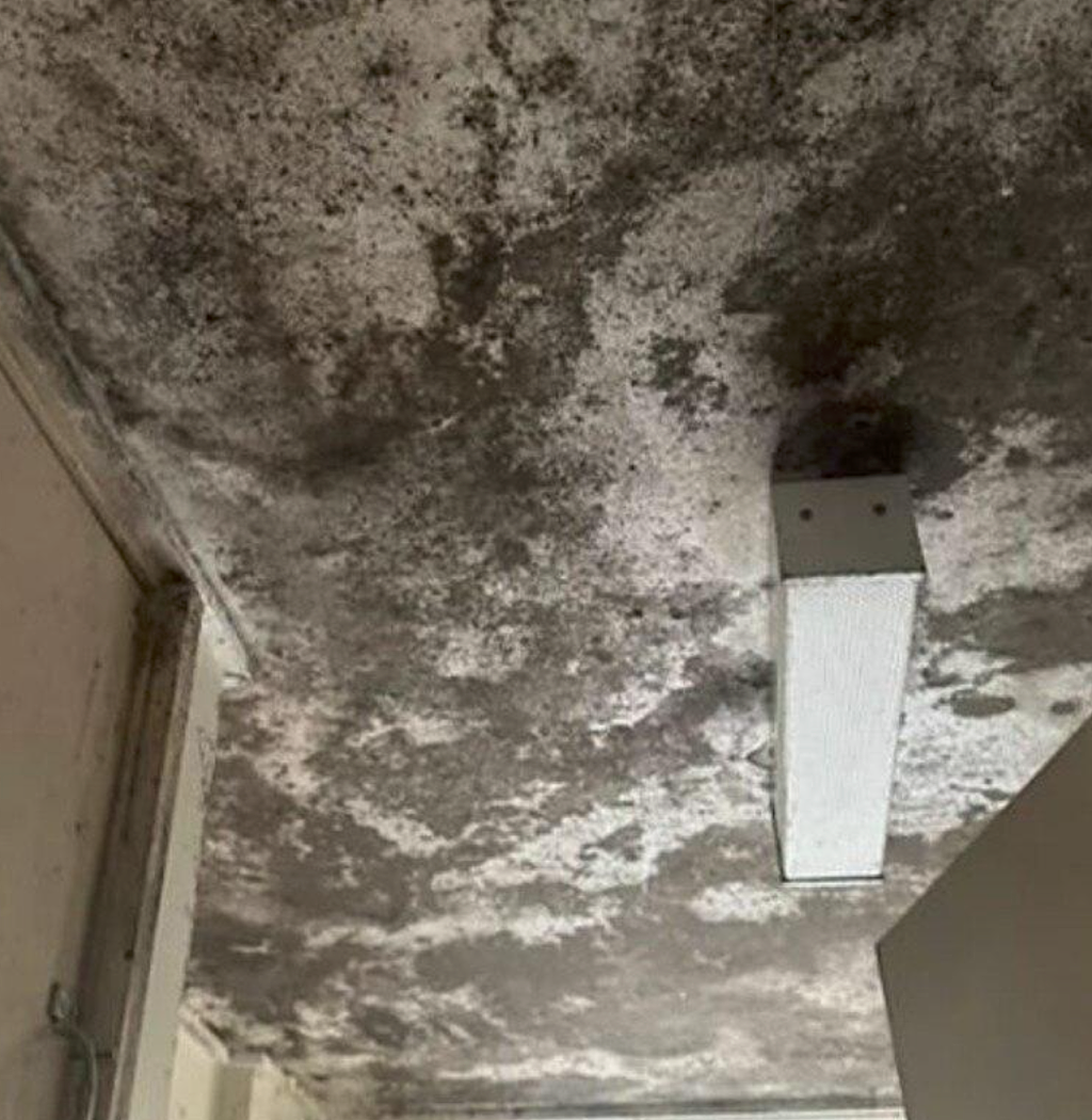 澳洲最容易滋生霉菌地区揭晓！你家上黑榜了吗？（组图） - 1