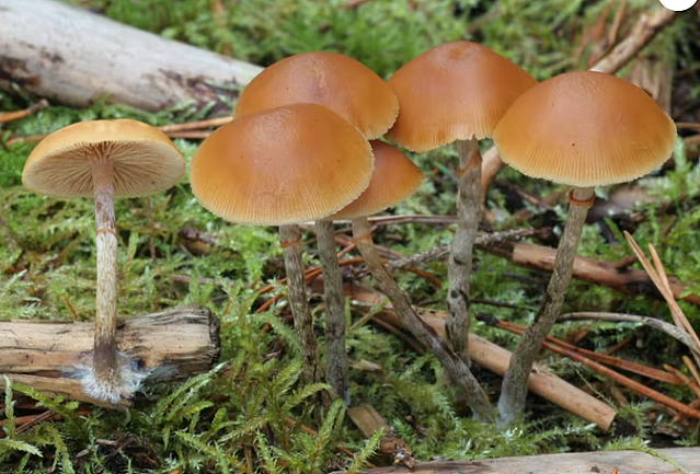 8名中国游客海外采摘剧毒蘑菇,食用后集体送医!恐因急性肝衰竭死亡(组图) - 5