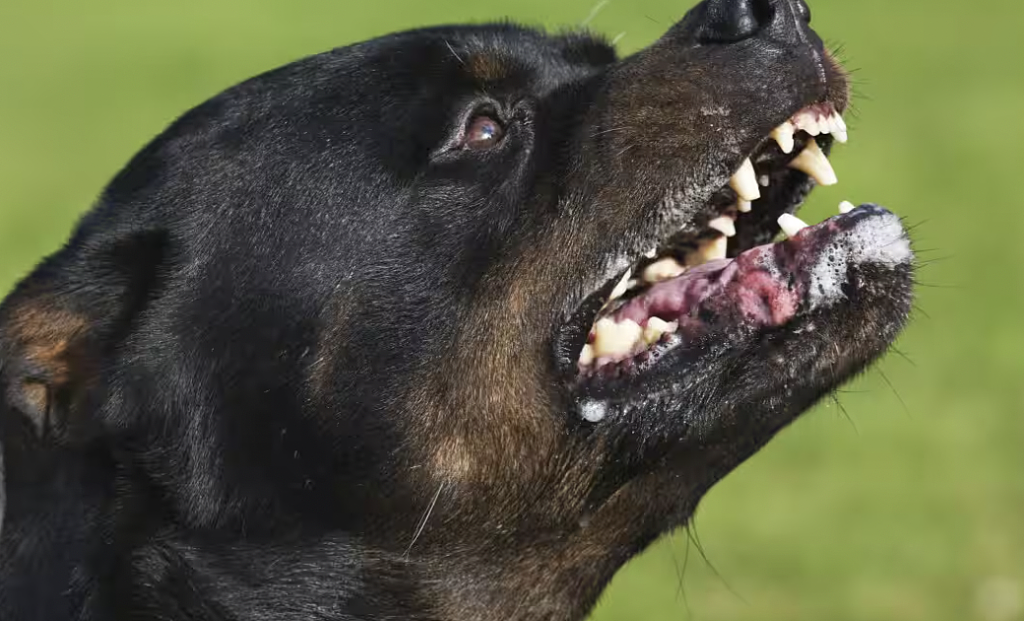 新州再发恶犬伤人事件!16岁少女做客友人家遭袭击至重伤,多名路人冒险施救(图) - 2