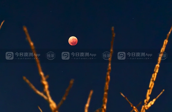 澳洲惊现“血月”流星天文盛况，悉尼华人苦守追月！“稀罕得像第一次尝到血柚”（视频/组图） - 4