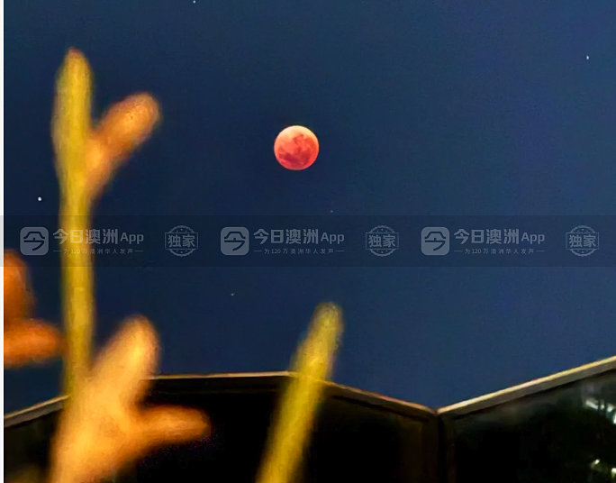 澳洲惊现“血月”流星天文盛况，悉尼华人苦守追月！“稀罕得像第一次尝到血柚”（视频/组图） - 5