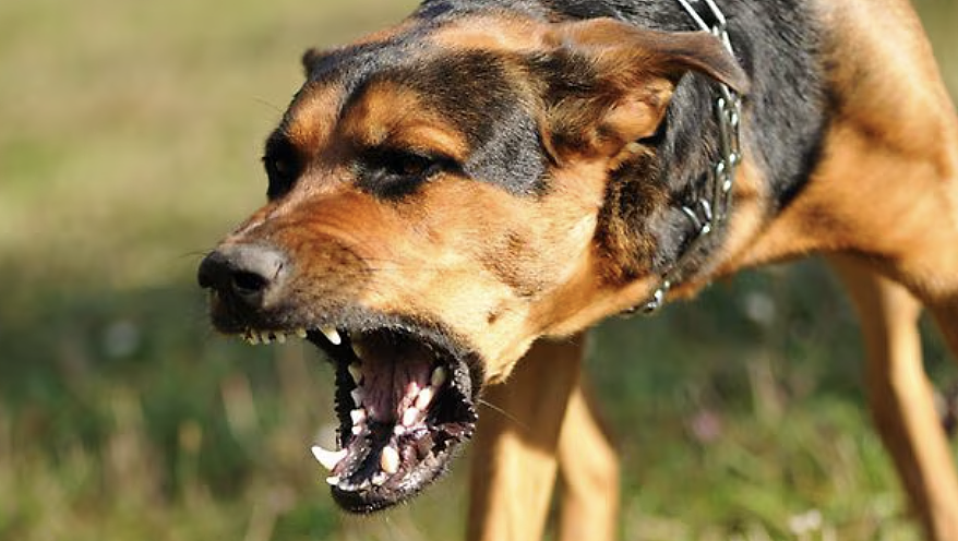 新州再发犬只袭人惨剧！17岁少女在朋友家遭混种犬袭击，与死神搏斗4天后不治（组图） - 3