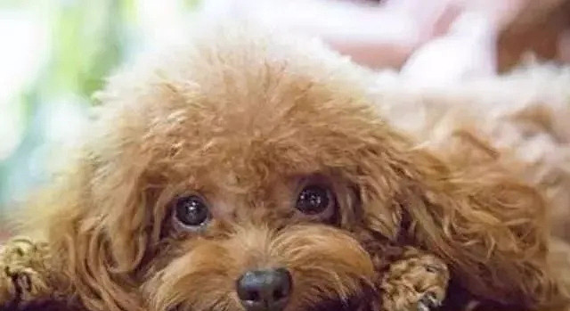 【宠物】泰迪为什么总喜欢黏着主人睡觉呢?不仅喜欢你,还有这3个原因(组图) - 2