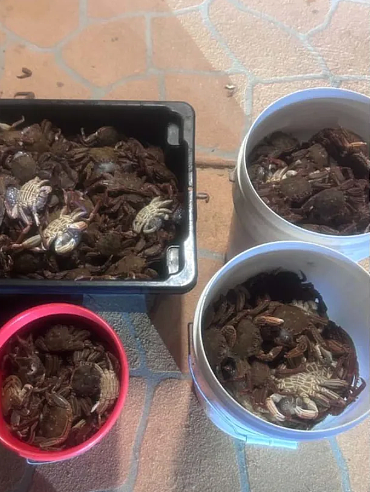 澳3男子午夜捕蟹被抓，超限量5倍面临重罚！执法部门警告：切勿轻信AI建议（组图） - 2