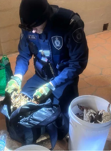 澳3男子午夜捕蟹被抓，超限量5倍面临重罚！执法部门警告：切勿轻信AI建议（组图） - 3