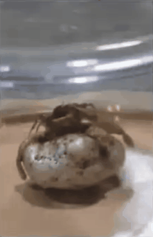 视频热爆!巴拿马男子在陨石内发现疑似外星生物,带触手生物迅速长大(视频/组图) - 1
