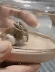 视频热爆!巴拿马男子在陨石内发现疑似外星生物,带触手生物迅速长大(视频/组图) - 3