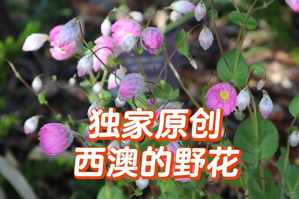独家原创：西澳的野花（组图） - 1