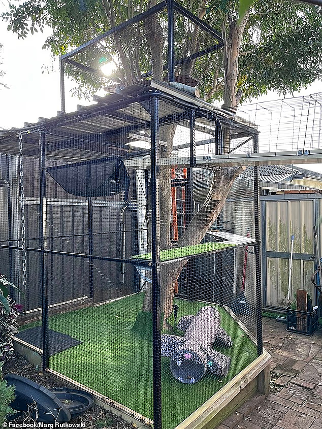 珀斯猫奴注意：最严猫法或将落地，你可能多花$4,500(组图） - 3