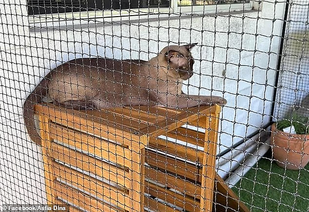 珀斯猫奴注意：最严猫法或将落地，你可能多花$4,500(组图） - 2