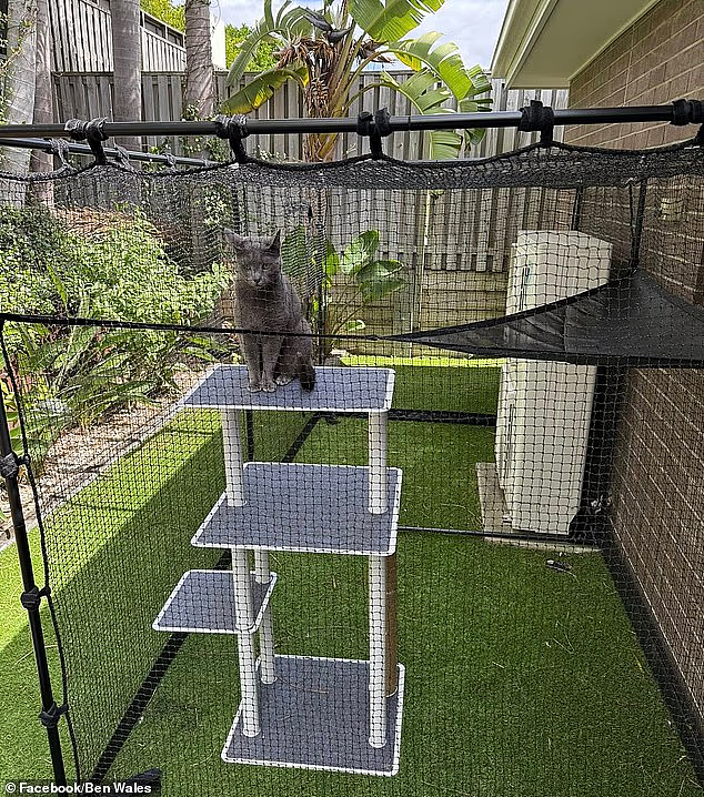 珀斯猫奴注意：最严猫法或将落地，你可能多花$4,500(组图） - 4