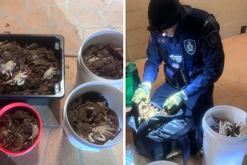 非法捕捞超100只鲍鱼,澳男遭重罚$5000!5项罪名成立(组图) - 3