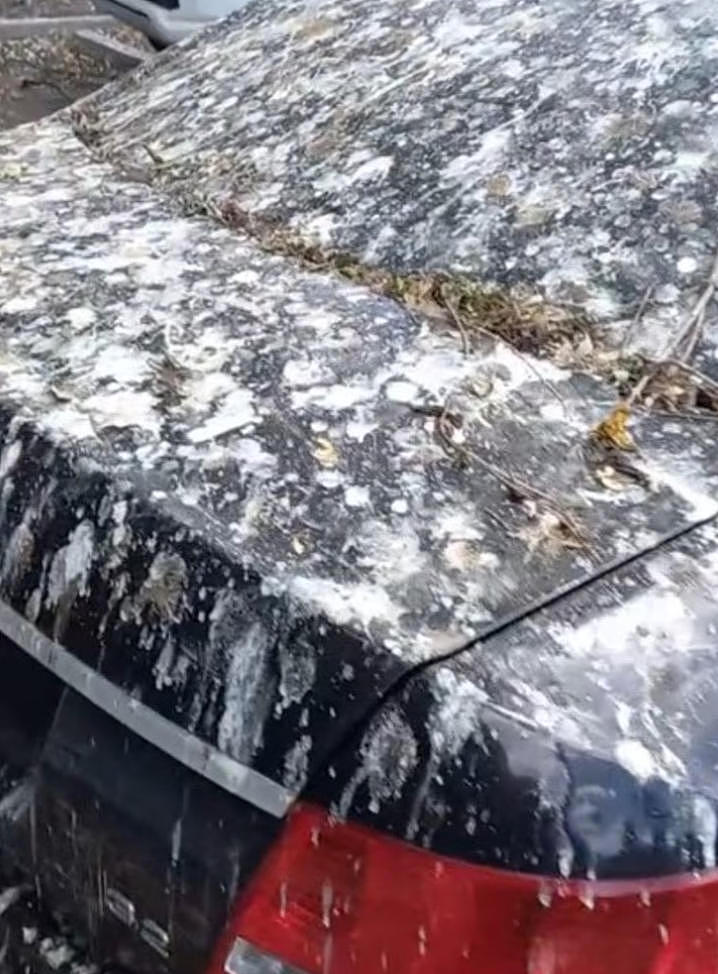 “这辈子没见过这么屎的车!” 悉尼奥迪因“浑身是屎”爆红,引百万网友围观(视频/组图) - 3