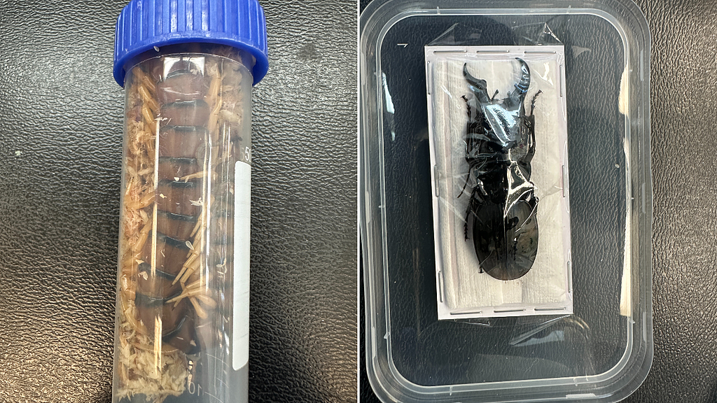 中国留学生澳洲机场被抓！行李箱中藏125只昆虫、蜘蛛，重罚$3.5万（组图） - 4