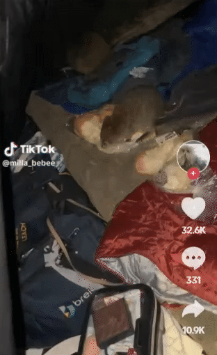 珀斯露营者老鼠岛奇遇，偶遇袋鼠大闹帐篷，偷吃面包还乱拉屎（GIF/图） - 1