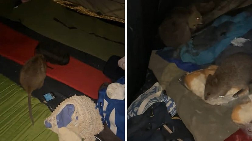 珀斯露营者老鼠岛奇遇，偶遇袋鼠大闹帐篷，偷吃面包还乱拉屎（GIF/图） - 2
