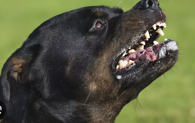 悉尼一周内第二起!西区住宅多犬袭人致重伤,六只涉事犬只已被扣押(图) - 2