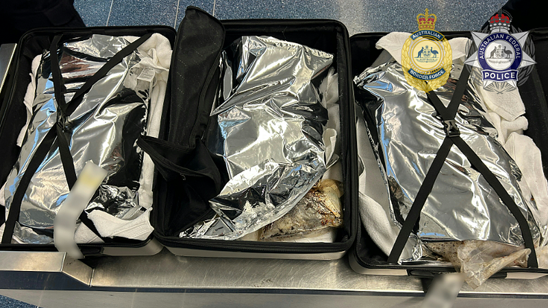 女子入境澳洲，在机场当场被扣！行李箱中查获大批违禁品，价值$3600万（组图） - 4
