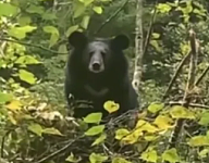 西安一女子遭黑熊撕咬装死逃生，黑熊趴在其头部和手腕部撕咬三四分钟，见她不再动弹后离开（组图）