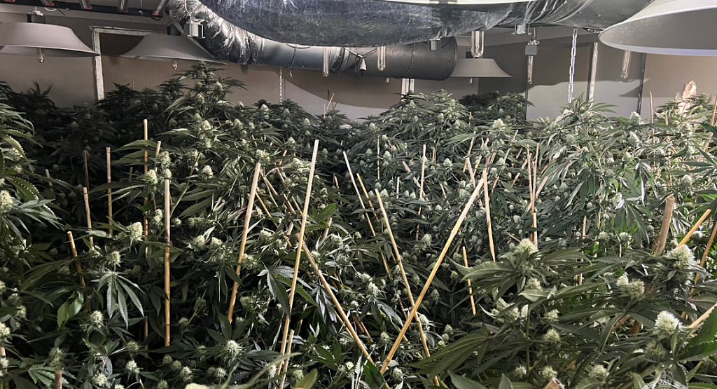 新州民宅变大麻农场！警方缴获超80株作物，60岁男子被捕（组图） - 3