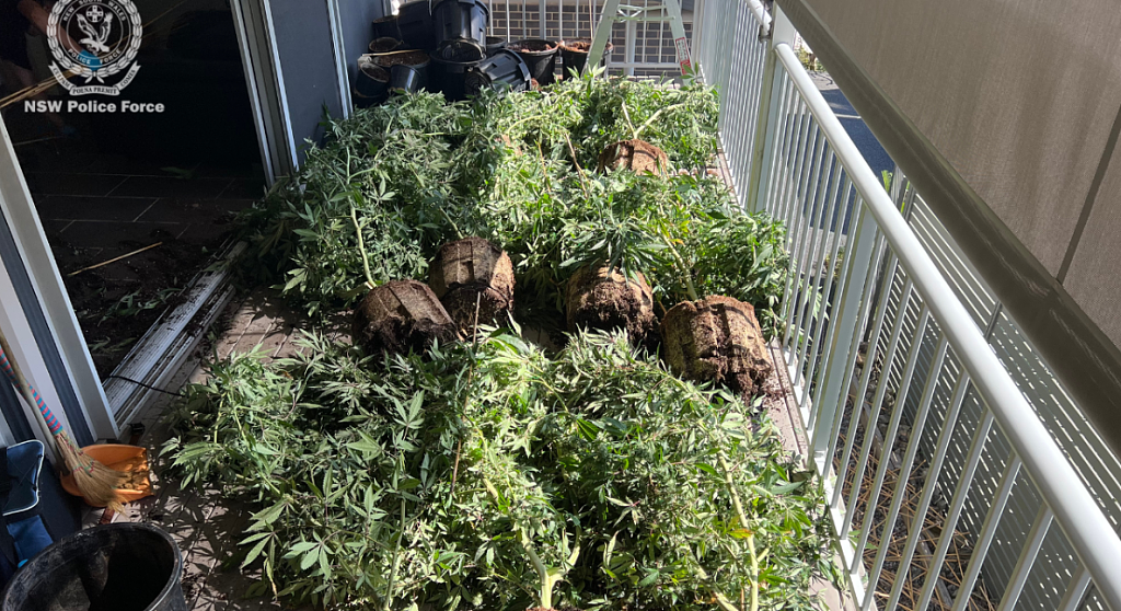 新州民宅变大麻农场！警方缴获超80株作物，60岁男子被捕（组图） - 2