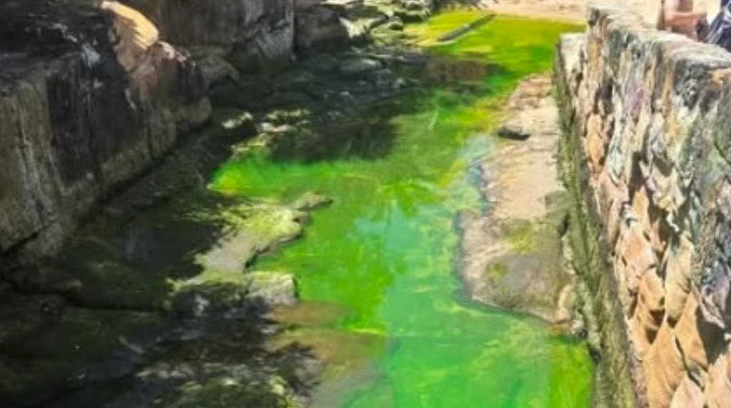 悉尼知名海滩突然变色！荧光绿海水引发当地居民恐慌（视频/组图） - 2