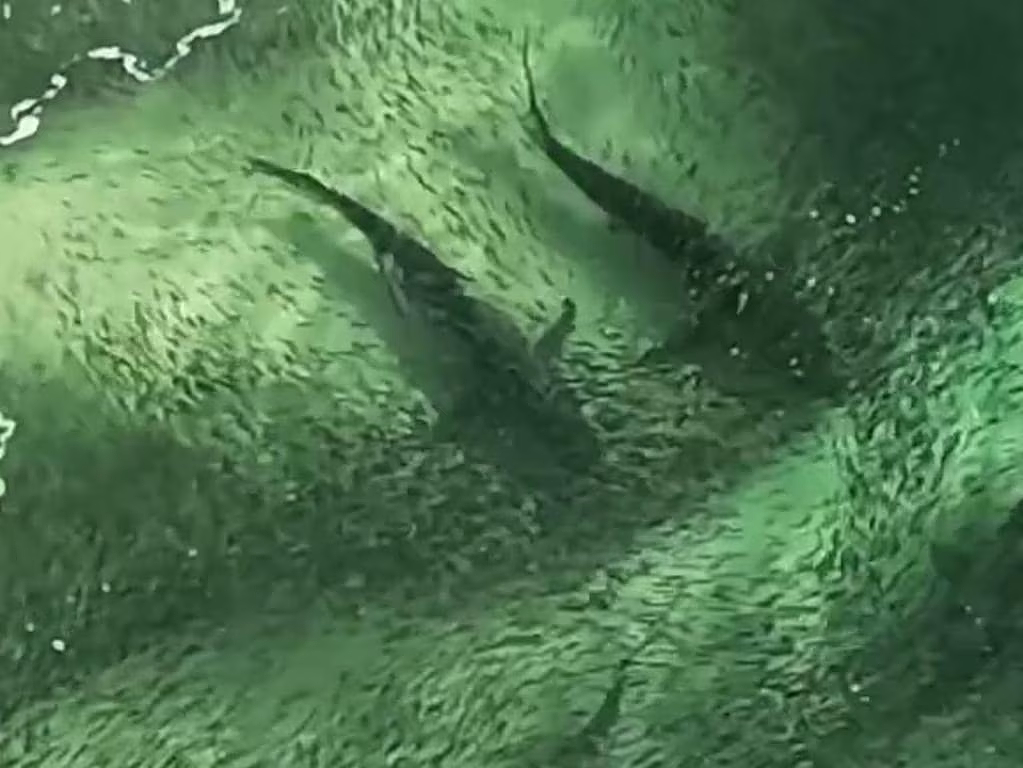 新州海滩附近惊现数十条鲨鱼扎堆，离岸仅5米！场面震撼，目击者直呼“太疯狂”（组图） - 4