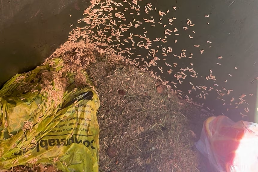 蛆虫、苍蝇成堆，恶臭不堪！珀斯垃圾桶新规惹民愤，当局坚称不改（组图） - 3