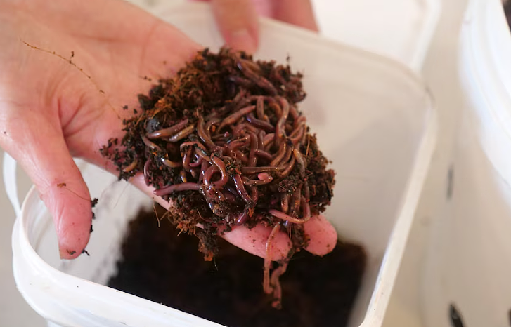蛆虫、苍蝇成堆，恶臭不堪！珀斯垃圾桶新规惹民愤，当局坚称不改（组图） - 8