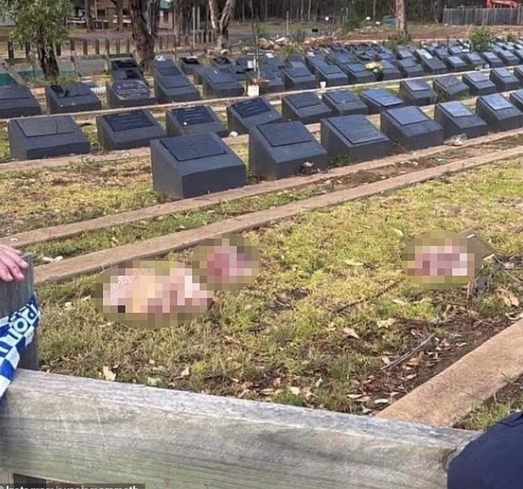 【邦迪恐袭】警方称枪手父子不属于恐怖组织；夺枪英雄再度入院（视频/组图） - 152