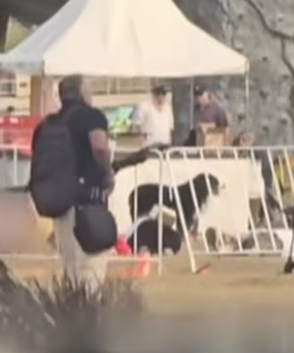 Bondi恐袭现场泪目一幕!宠物狗死守主人遗体,距枪手仅数米也不跑(视频/组图) - 2