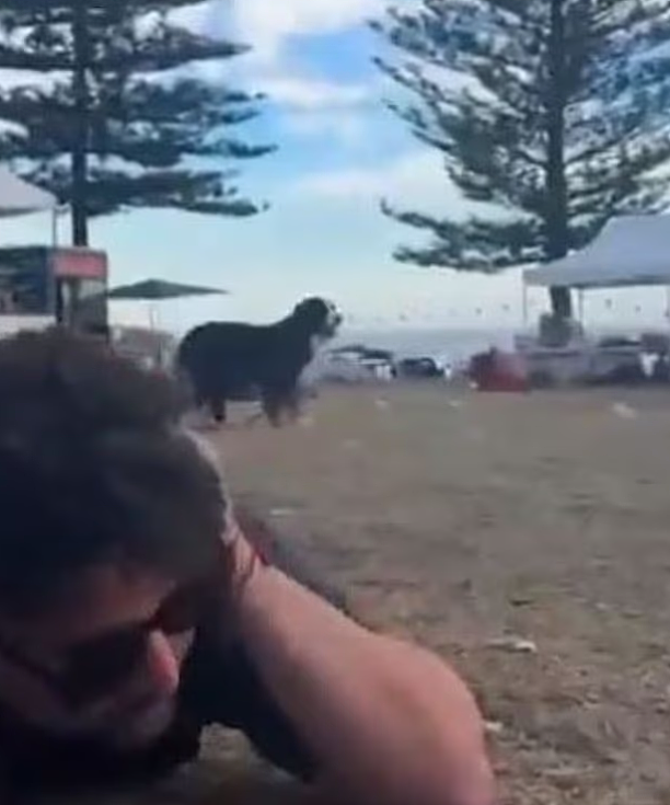Bondi恐袭现场泪目一幕!宠物狗死守主人遗体,距枪手仅数米也不跑(视频/组图) - 3