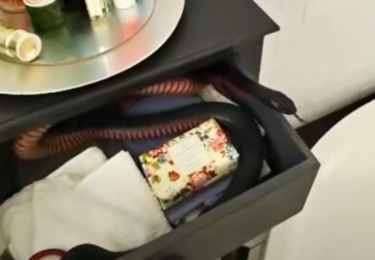 浴室惊魂:悉尼老妇与红腹黑蛇的“捉迷藏”,毒蛇竟藏身高处抽屉(组图) - 2