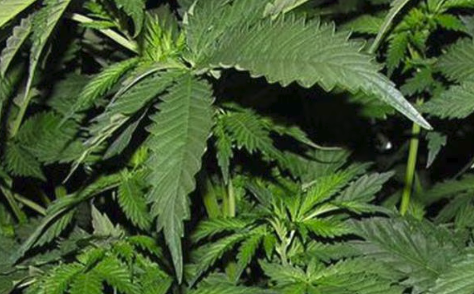 悉尼警方查获逾300公斤大麻，两名亚裔男落网（图） - 1
