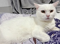 悉尼山区Kellyville白猫無償领养