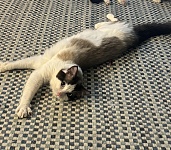 墨尔本布偶猫免费领养