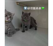 悉尼蓝猫英短弟弟找主人啦