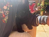 Melbourne   Doncaster Poodle toy