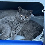 3个月粘人蓝猫寻找有爱家庭